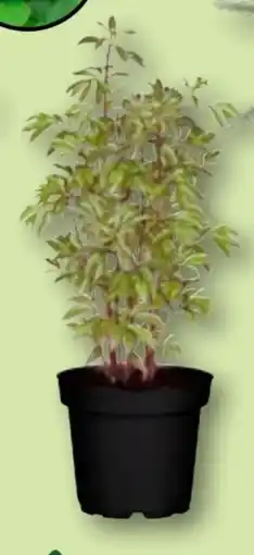 Aldi Nord Gardenline Pfingstrose Angebot