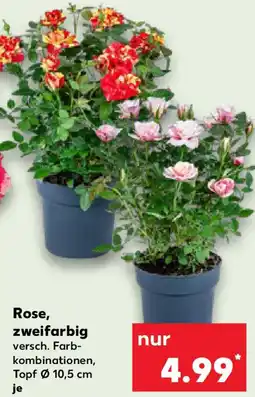 Kaufland Rose, zweifarbig Angebot