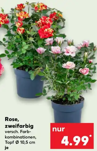 Kaufland Rose, zweifarbig Angebot