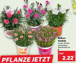 Kaufland Nelken Vielfalt Angebot