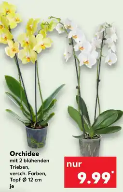 Kaufland Orchidee Angebot