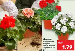 Kaufland Geranie Angebot