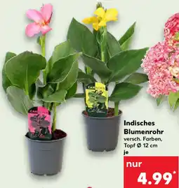 Kaufland Indisches Blumenrohr Angebot