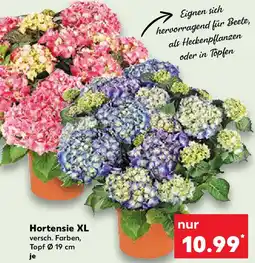 Kaufland Hortensie XL Angebot