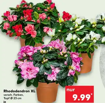 Kaufland Rhododendron XL Angebot