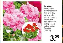Hellweg Geranien Angebot