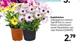 Hellweg Kapkörbchen Angebot