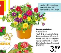 Hellweg Zauberglöckchen Angebot