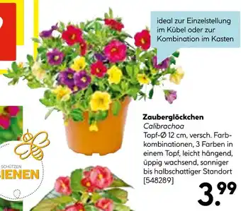 Hellweg Zauberglöckchen Angebot