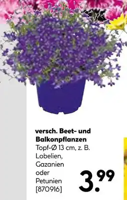 Hellweg Versch. beet- und balkonpflanzen Angebot