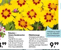 Hellweg Petunien – amore-sondersorten oder mädchenauge Angebot