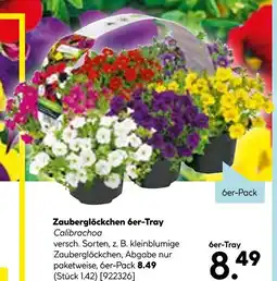 Hellweg Zauberglöckchen 6er-tray Angebot