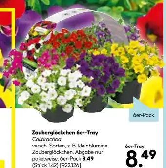 Hellweg Zauberglöckchen 6er-tray Angebot