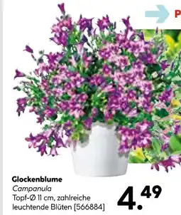 Hellweg Glockenblume Angebot