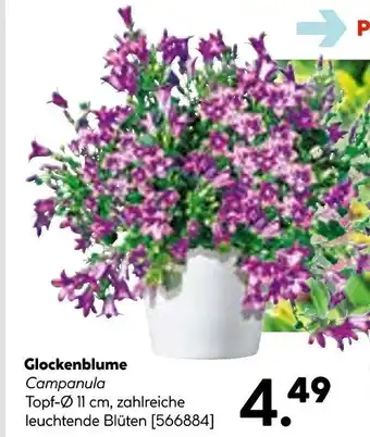 Hellweg Glockenblume Angebot
