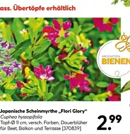 Hellweg Japanische scheinmyrthe flori glory Angebot