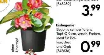 Hellweg Eisbegonie Angebot