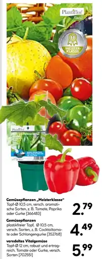 Hellweg Plantifor gemüsepflanzen Angebot