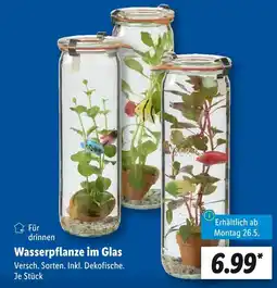 Lidl Wasserpflanze im glas Angebot
