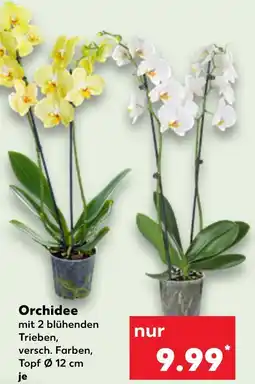 Kaufland Orchidee Angebot