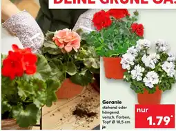 Kaufland Geranie Angebot