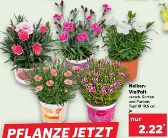 Kaufland Nelken-vielfalt Angebot