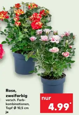 Kaufland Rose, zweifarbig Angebot