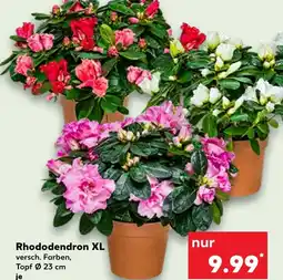 Kaufland Rhododendron xl Angebot