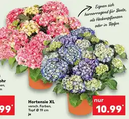 Kaufland Hortensie xl Angebot