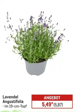 METRO Lavendel Angebot