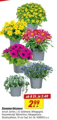 toom Baumarkt Sommerblumen Angebot