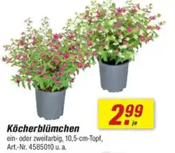 toom Baumarkt Köcherblümchen Angebot