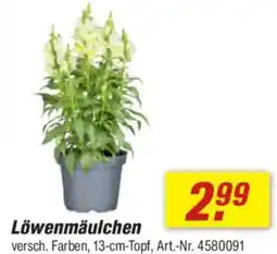 toom Baumarkt Löwenmäulchen Angebot