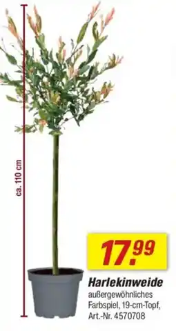 toom Baumarkt Harlekinweide Angebot