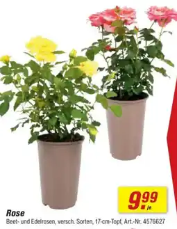 toom Baumarkt Rose Angebot