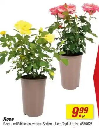 toom Baumarkt Rose Angebot