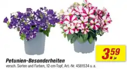 toom Baumarkt Petunien-Besonderheiten Angebot