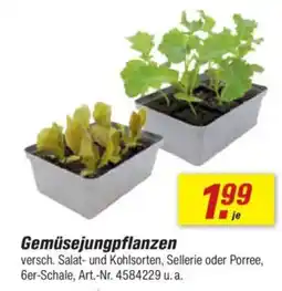 toom Baumarkt Gemüsejungpflanzen Angebot