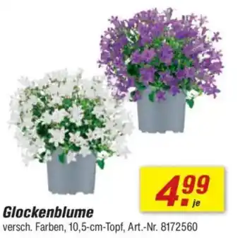 toom Baumarkt Glockenblume Angebot