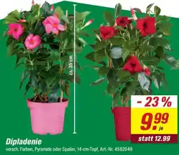 toom Baumarkt Dipladenie Angebot