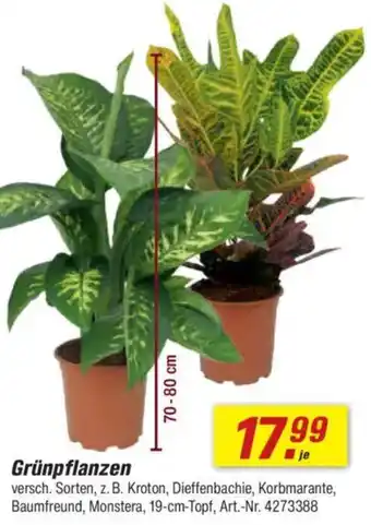 toom Baumarkt Grünpflanzen Angebot