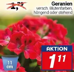 CENTERSHOP Geranien Angebot
