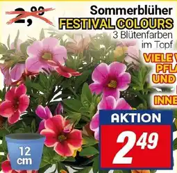 CENTERSHOP Sommerblüher FESTIVAL COLOURS Angebot