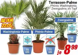 CENTERSHOP Terrassen-Palme Angebot