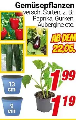 CENTERSHOP Gemüsepflanzen Angebot