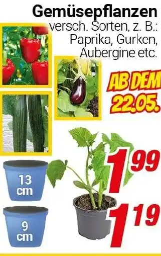 CENTERSHOP Gemüsepflanzen Angebot