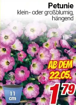 CENTERSHOP Petunie Angebot