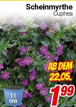 CENTERSHOP Scheinmyrthe Cuphea Angebot