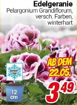 CENTERSHOP Edelgeranie Angebot
