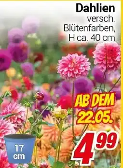 CENTERSHOP Dahlien Angebot